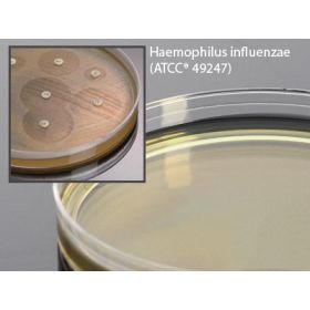 Haemophilus Test Medium Agar 15 X 150 mm For Susceptibility Testing