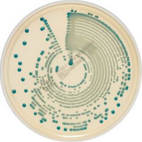 Culture Media chromID Methicillin Resistant Staphylococcus Aureus (MRSA) Agar / S. Aureus Agar Bi-Plate Format
