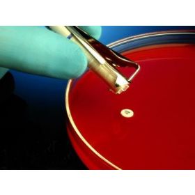 Antimicrobial Susceptibility Testing Disc HardyDisks AST Streptomycin 10 g