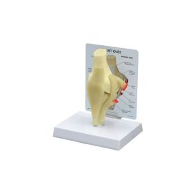 GPI Anatomicals  Basic Knee Model