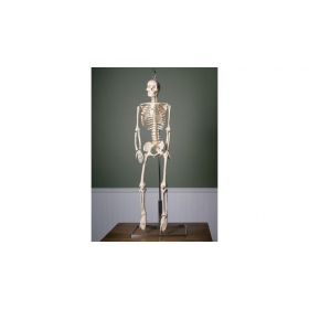 Anatomical Model, Flexible Skeleton with Spinal Nerves