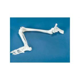 Anatomical Full Arm Model and Leg Skeleton
