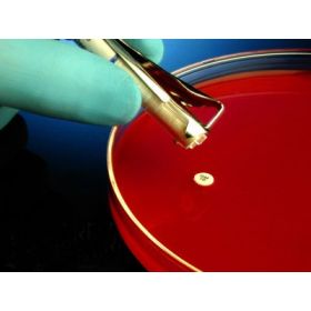 Antimicrobial Susceptibility Testing Disc HardyDisks Nitrofurantoin 300 g