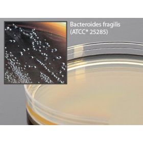 Prepared Media Bacteroides Bile Esculin Agar Mono-Plate Format