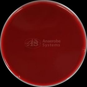 Brucella Blood Agar Plate, BBE-LKV Biplate
