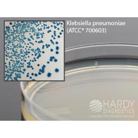Hardychrom ESBL Agar, (Extended-Spectrum Beta-Lactamase), A Chromogenic Plating Medium, 18 mL Fill, 15 x 100 mm Plate.