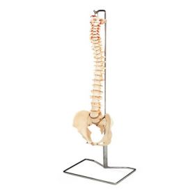 Spine Models by Wolters Kluwer WKHCH59X