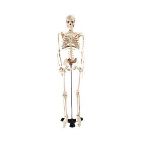 Mr. Thrifty Skeleton Models by Wolters Kluwer WKHWCP1